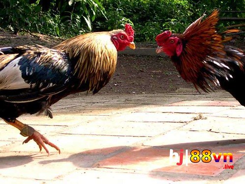 Cách Đăng Tin Bán Nhà Hiệu Quả – Khám Phá Nền Tảng Giải Trí Hàng Đầu